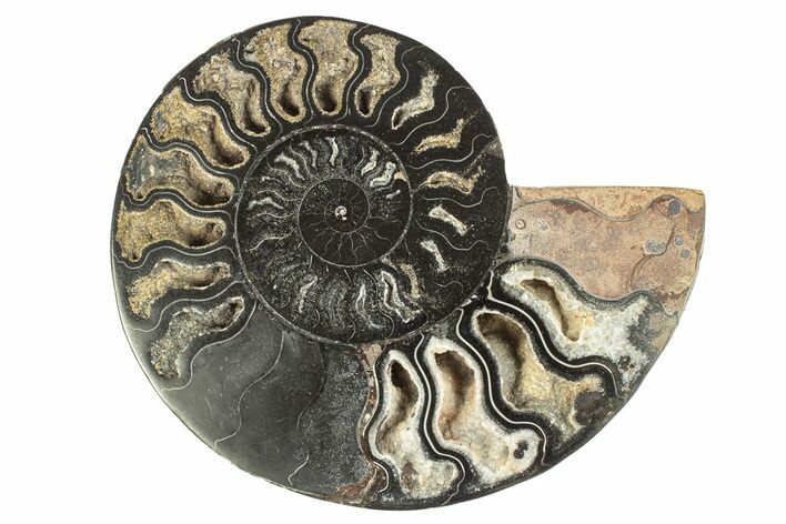 Cut & Polished Ammonite Fossil (Half) - Unusual Black Color #256311